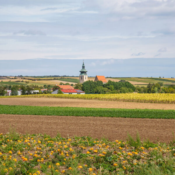 Blick über ebene Felder auf Pillichsdorf, in der Mitte der Kirchturm