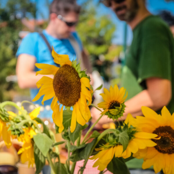 Sonnenblumen