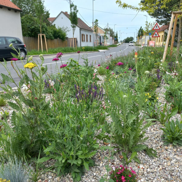 Straßenbegleitgrün in Pillichsdorf
