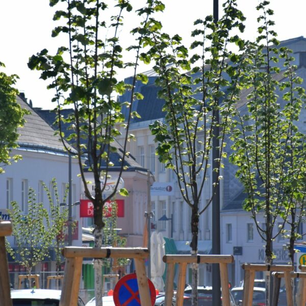 Der neue Hauptplatz in Amstetten steht für klimafitte Stadtplanung, ein ganzheitliches Regenwassermanagement, soziale Treffpunkte und einen nachhaltigen Umgang mit Ressourcen.