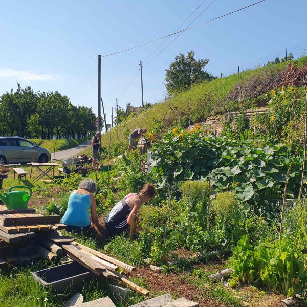 Auf einem öffentlich zugänglichen Grundstück in Paudorf wurde ein Permakultur-Garten eingerichtet, der den Grundsätzen ökologischer Nachhaltigkeit folgt.