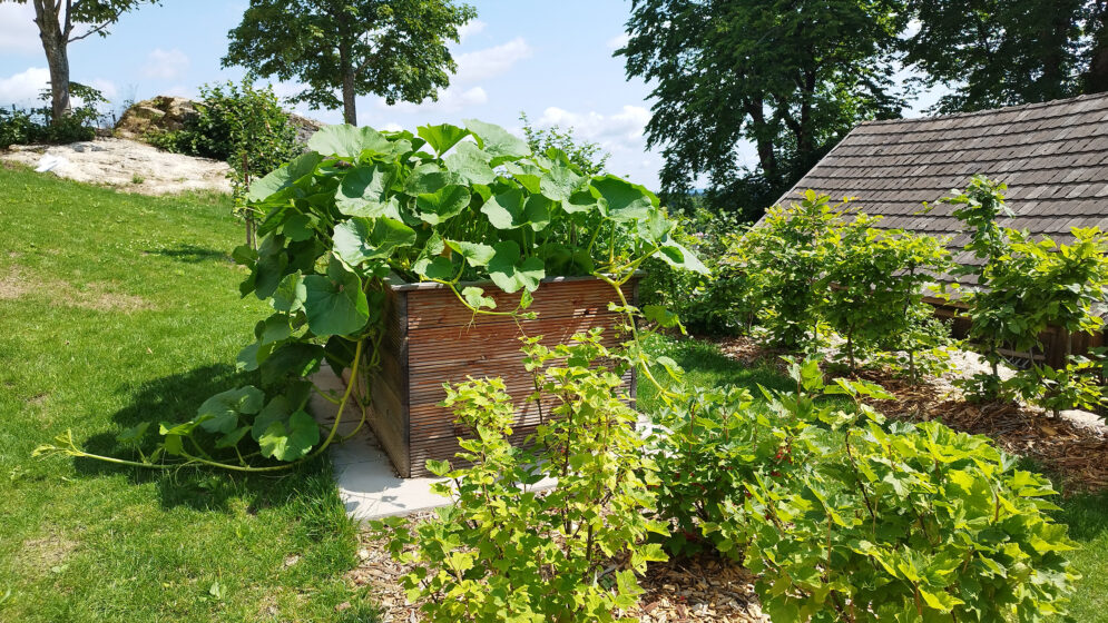 üppig bepflanzte Hochbeete im Gemeinschaftsgarten Bad Traunstein