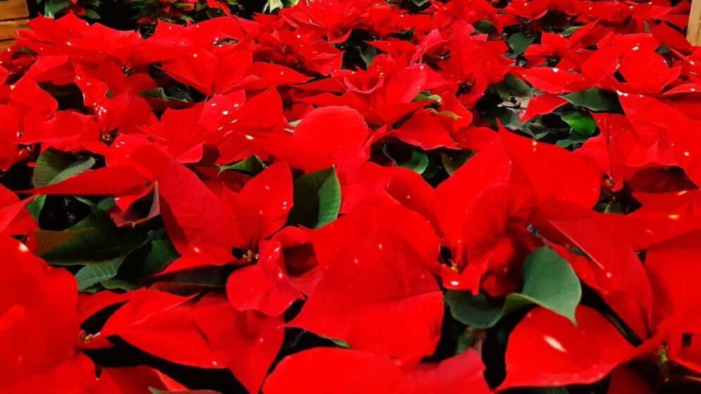 rotblühende Weihnachtssterne