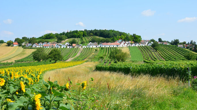 Die Wildendürnbacher Kellergasse umrahmt von grünen und blühenden Feldern