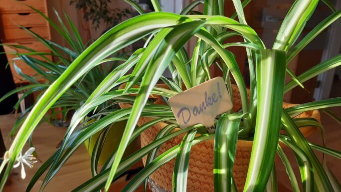 Grünlilie mit gelbem Übertopf und einem Schild, auf dem Danke steht