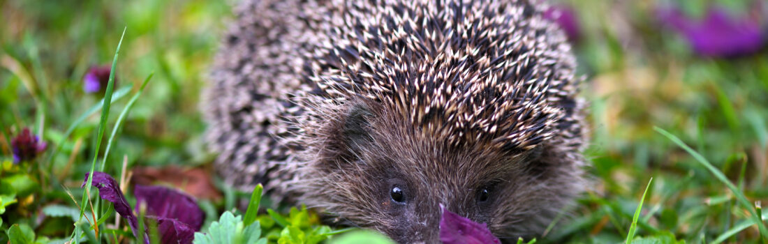 Igel auf einer grünen Wiese mit vieletten Blumen