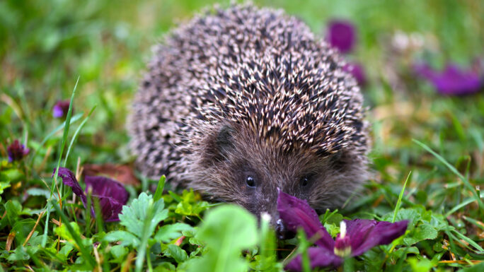 Igel auf einer grünen Wiese mit vieletten Blumen