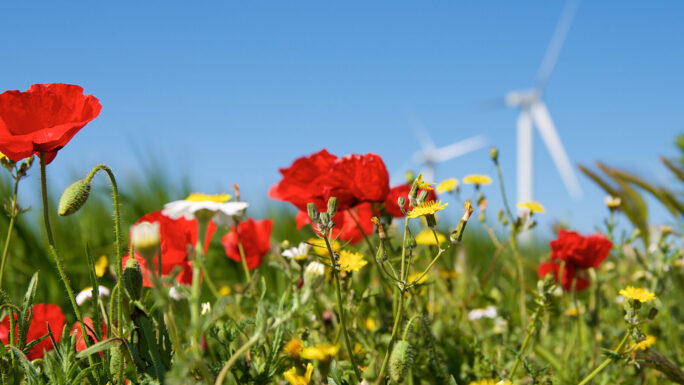 grüne Wiese mit gelben, roten und weißen Blumen, dahinter blauer Himmel und zwei Windräder