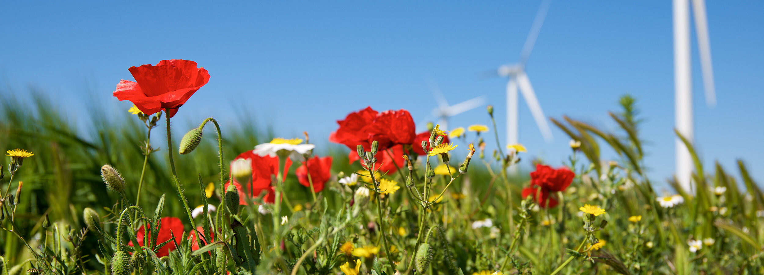 grüne Wiese mit gelben, roten und weißen Blumen, dahinter blauer Himmel und zwei Windräder